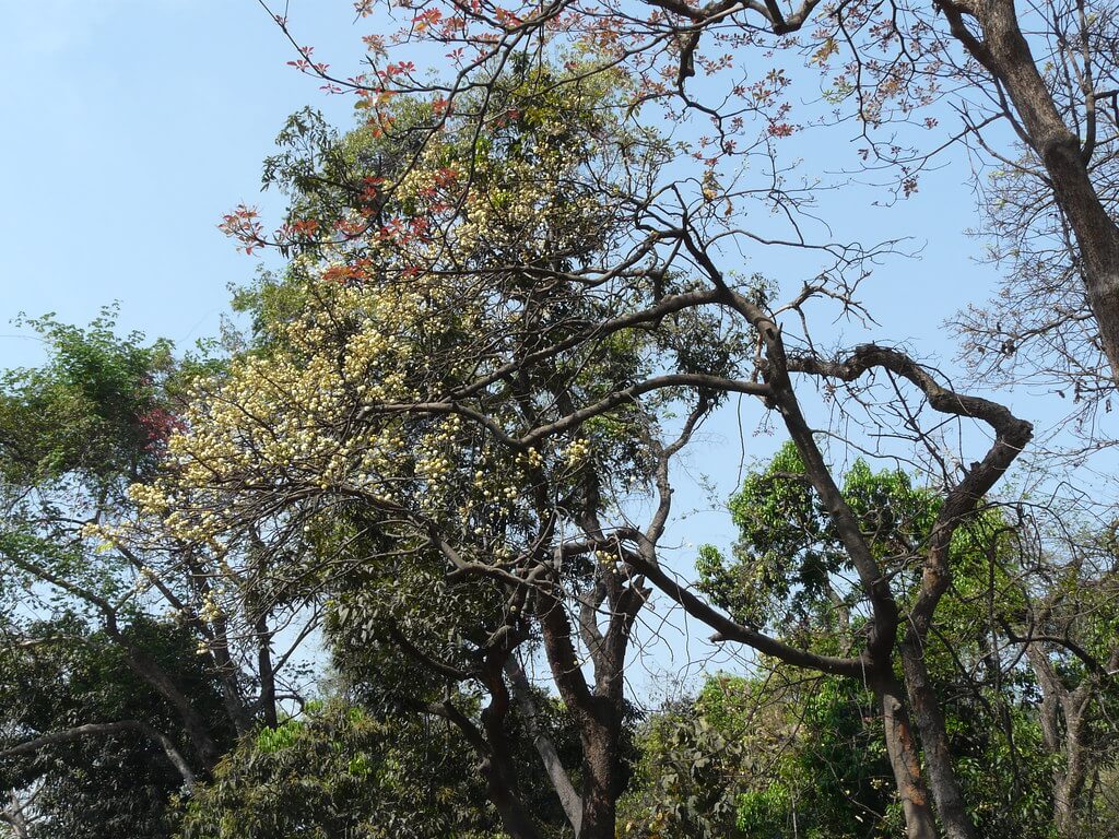 gỗ căm xe là gì