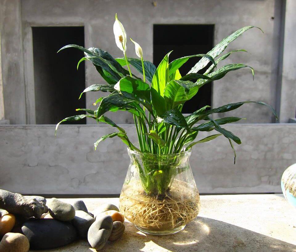 cây trồng thanh lọc không khí