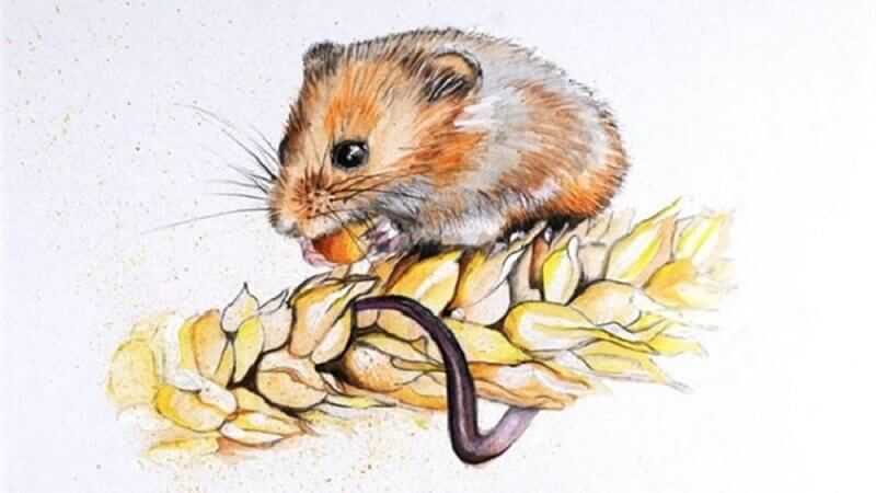 hướng phòng thờ gia chủ tuổi Giáp Tý