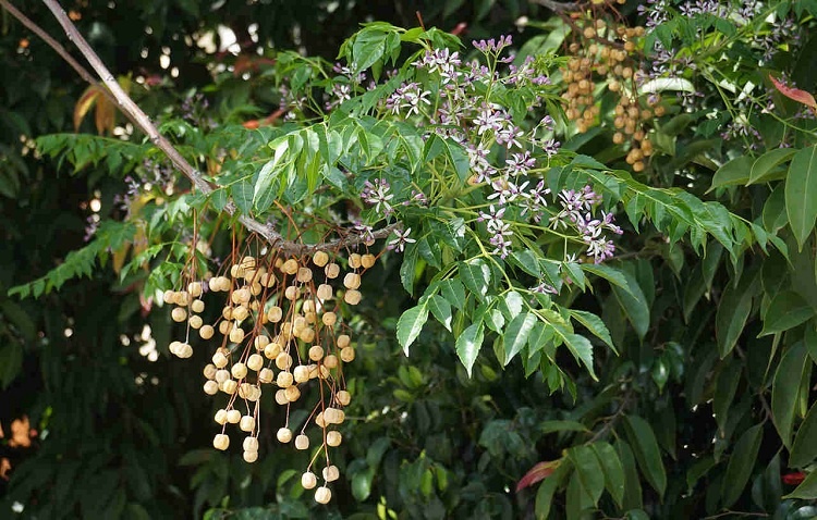 cây xoan