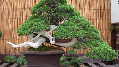 Ý nghĩa của cây Tùng trong phong thủy