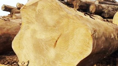 Tìm hiểu về gỗ cẩm vàng: Tổng hợp thông tin chi tiết
