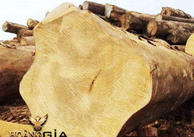 Tìm hiểu về gỗ cẩm vàng: Tổng hợp thông tin chi tiết