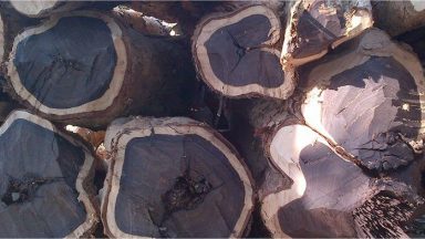 Tìm hiểu gỗ mun là gì? Gỗ mun có tốt không?